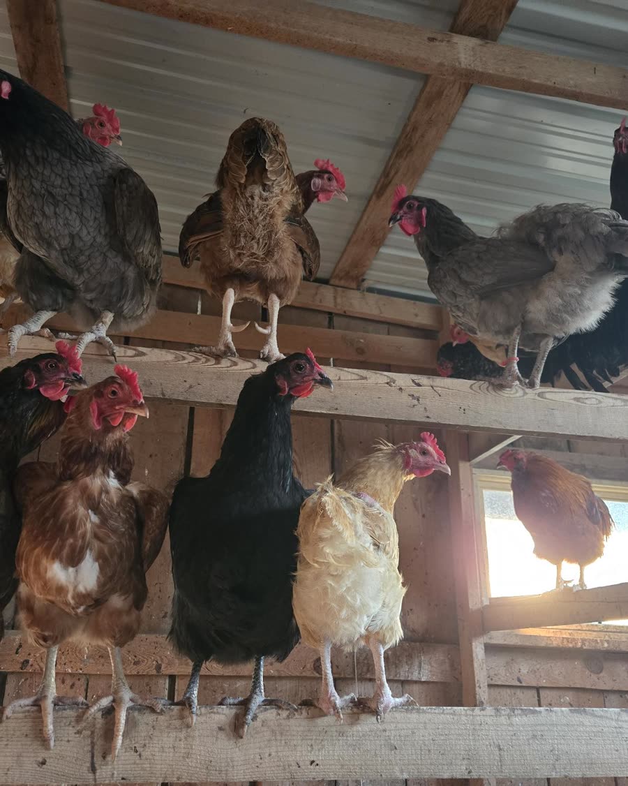 Goats and chickens